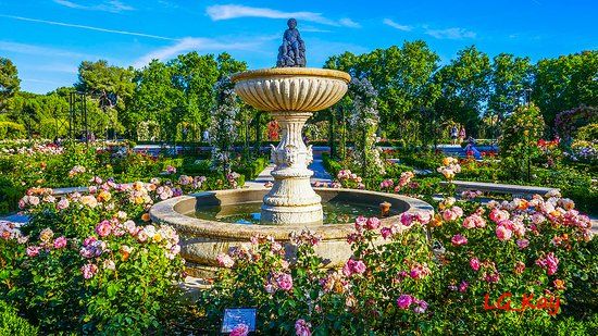 Magnifique roseraie à admirer au printemps à Madrid